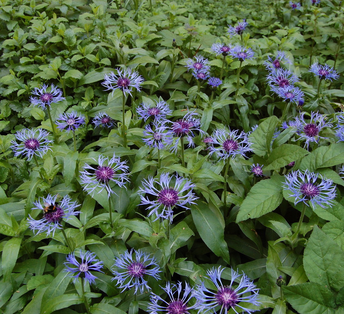 Centaurea montana